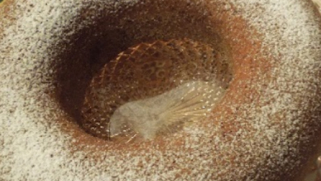 Ciambella soffice allo yogurt bianco e mandorle