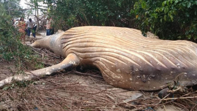 La giovane Megattera trovata morta in Brasile (Ph. bicho_dagua).