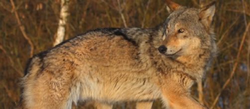 Chernobyl Exclusion Zone teems with animals. [Image source/GeoBeats News YouTube video]