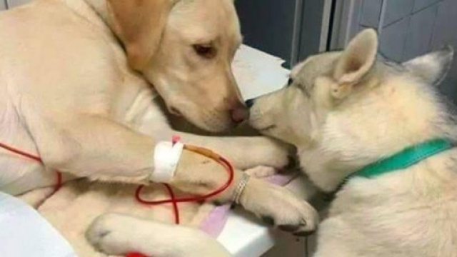 La foto delle coccole al paziente diventata virale