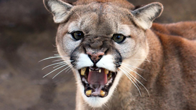 Puma aggredisce un 'runner' in Colorado.