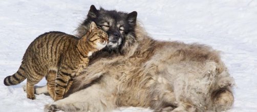 Animals get on with each other, why can't we? [Image Pixabay]