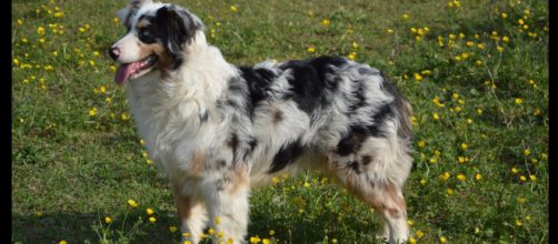 5 adorable photos of dogs with unique coat patterns [image source: Merle Images - Pixabay]