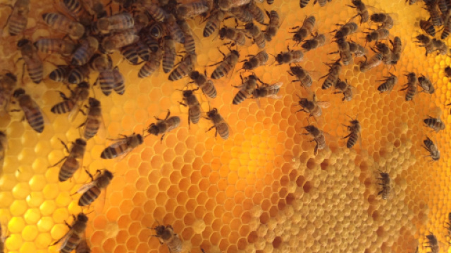 Api: ora sanno contare, lo dice la scienza