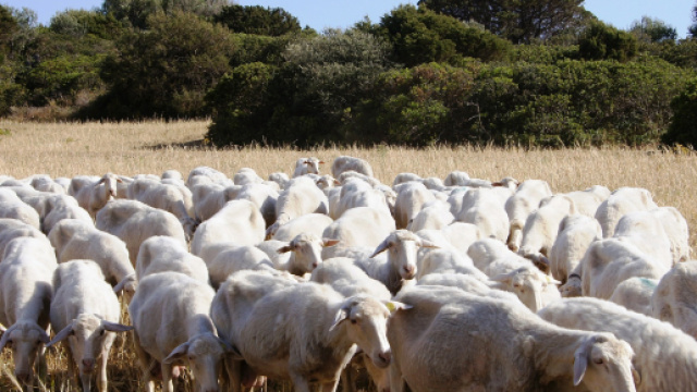 Lotta dei pastori per il prezzo del latte nelle campagne e nelle citt&agrave; sarde