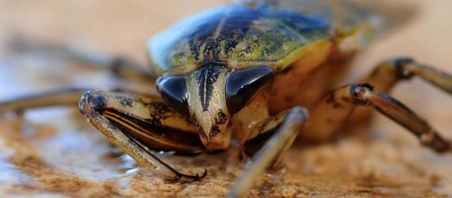 El Paso Zoo will name a cockroach after your ex and feed it to the meerkats on Valentine's Day. [Image Pixabay]