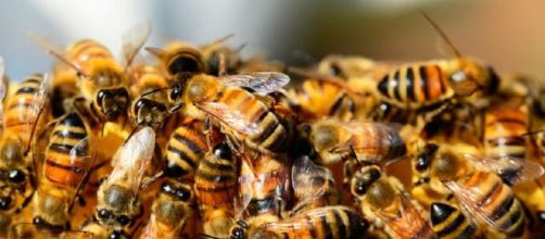 Enxame de abelhas (Imagem: Reprodu&ccedil;&atilde;o/Pixabay)