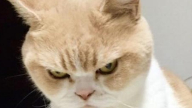 Gatto furioso dopo una lite tra madre e figlia, le aggredisce costringendole a chiudersi in bagno: salvate dai pompieri.