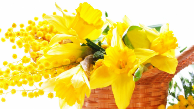 Oroscopo di domani 8 marzo 2019 | Festa delle Donne al top per Ariete e Gemelli: previsioni per i primi sei segni