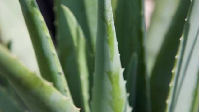 L'aloe vera, g&eacute;ni de l"hydratation