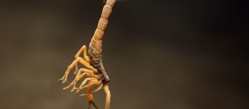 Ataques de escorpi&atilde;o no estado de SP aumenta nas &uacute;ltimas tr&ecirc;s d&eacute;cadas - Foto: acervo Blasting News