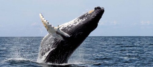 A diver ended up in the mouth of a Bryde's whale and lived to tell the tale. [Image Whit Welles/Wikimedia]