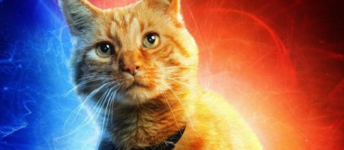 A Goose, a gata de Capit&atilde; Marvel. (Foto: Reprodu&ccedil;&atilde;o/Arquivo Blasting News)