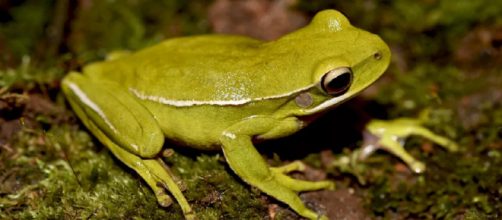Perereca da esp&eacute;cie Boana prasina produz cheiro que facilita reprodu&ccedil;&atilde;o, aponta estudo da USP de Ribeir&atilde;o Preto. (Foto: Andr&eacute;s Eduardo Brunetti)