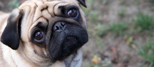 Pug - Wikipedia - wikipedia.org