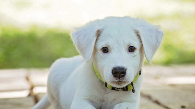 la cagnolina ha ritrovato la sua famiglia