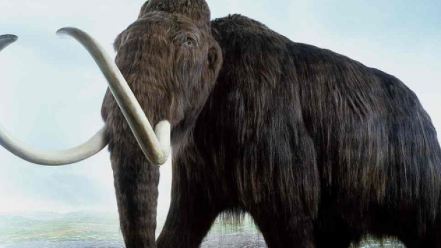 Mammut? Si pu&ograve; fare. Primi embrioni in 2 anni - Tom's Hardware - tomshw.it
