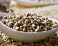 Nutrition : le sarrasin, une graine aux grandes vertus apportant vitamines et minéraux