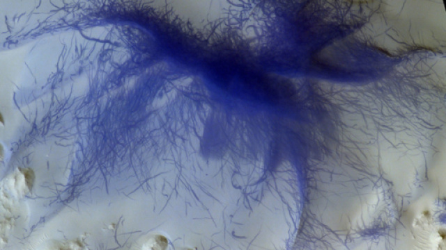 La misteriosa struttura filamentosa blu fotografata su Marte - flipboard.com