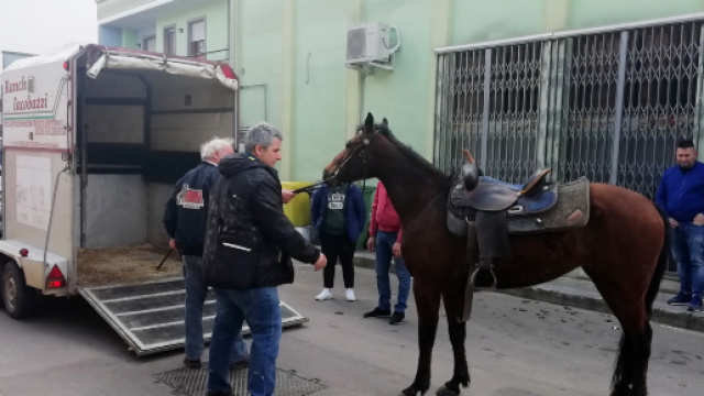Brindisi, attaccati da un pitbull cavallo e padrone: animale imbizzarrito fugge in paese (fonte foto: Brindisi Report)