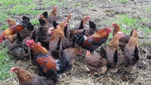 Galline si coalizzano e uccidono una volpe che si era introdotta nel loro pollaio - Il Mattino