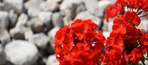 6 plantas ideais para o outono - Foto: acervo Blasting News