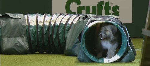 Kratu the rescue dog particularly liked the tunnel at the Crufts Dog Show in Birmingham. [Image Crufts/YouTube]