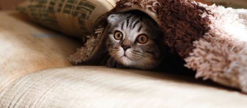 Dicas para deixar a casa pronta para o outono - (Reprodu&ccedil;&atilde;o/Pixabay)