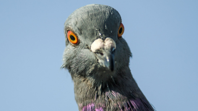 We Should Definitely Call Pigeons &ldquo;Rock Doves&rdquo; Again | Audubon - audubon.org