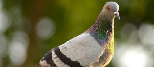 Pombo mais veloz do mundo (Foto: Arquivo/ BlastingNews)