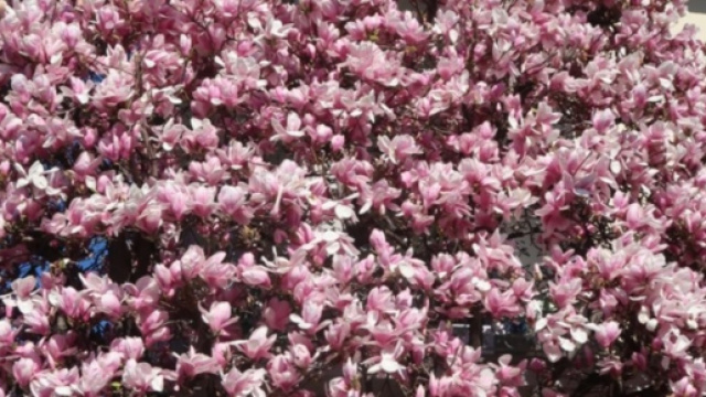 Equinozio di primavera: 20 marzo