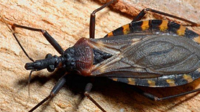 L'Emittero Triatoma gerstaeckeri nella foto che sta facendo il giro del web (Ph. Minden)