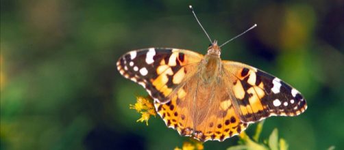 Brown orange and white painted lady butterfly viewed from above. [Image source/Barnes Dr Thomas G, Wikimedia Commons]