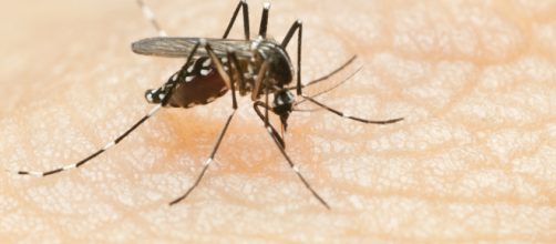 Mosquito aedes aegypti transmissor da doen&ccedil;a. (Arquivo Blasting News)