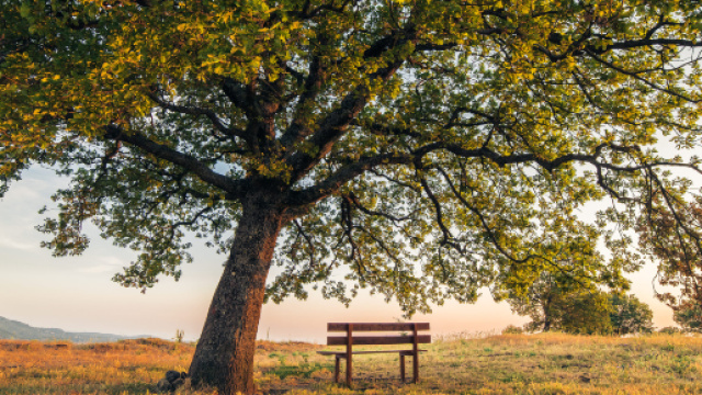 Panchina solitaria (Sprea fotografia)