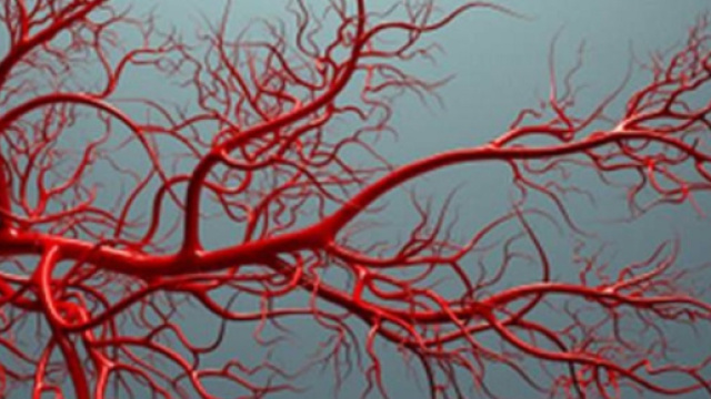Obesit&agrave;, diabete e altre malattie metaboliche riducono la reattivit&agrave; vascolare, anticamera di problemi cardiovascolari anche molto gravi.