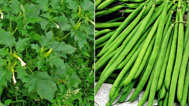 SIcurezza alimentare: Eurospin ritira fagiolini finissimi per la presenza di stramonio