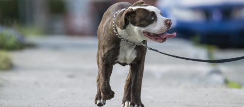 &Eacute; muito importante tornar os passeios uma rotina para o cachorro. (Arquivo Blasting News)
