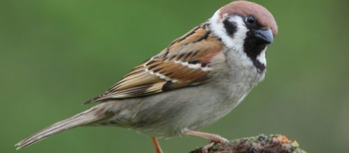 Los gorriones desaparecen de las grandes ciudades
