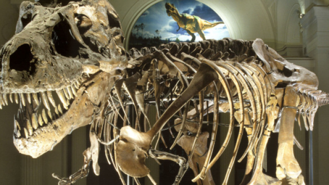 Rcomposto il Tyrannosaurus Rex pi&ugrave; grande del mondo - foto - catawiki.it