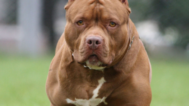 Texas, porta da mangiare ai suoi cani di razza pitbull: donna 33enne sbranata