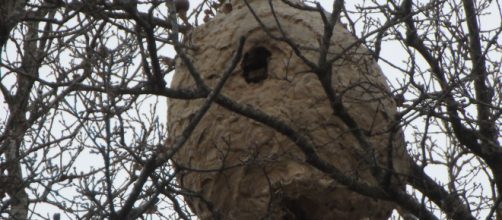 La avispa mandarina peor que la velutina