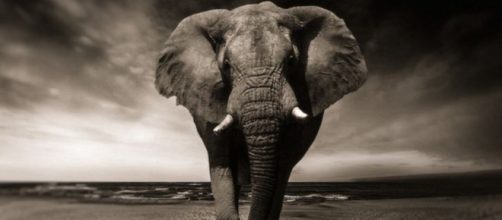 5 Top animal videos on YouTube - Image credit - CCO | Pixabay