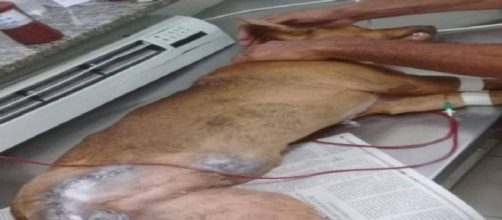 Cachorro &eacute; baleado por policial (Reprodu&ccedil;&atilde;o: Aquivo Pessoal/Morador da Vila Alian&ccedil;a)