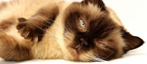 Feed me, human, then do my nails. [Image credit - CCO / Pixabay]