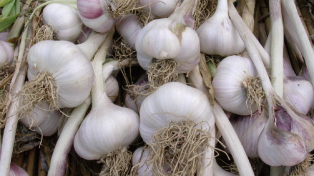 6 propriet&agrave; benefiche dell'aglio