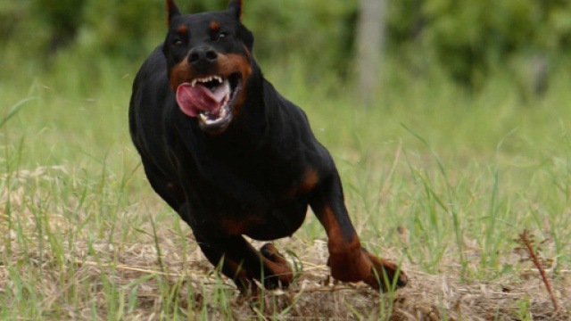 Taranto, donna 85enne aggredita da un rottweiler in una villetta: &egrave; gravissima