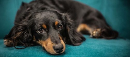 Many claim dogs are sentient beings and they certainly show the same emotions we do. [Image Pixabay]