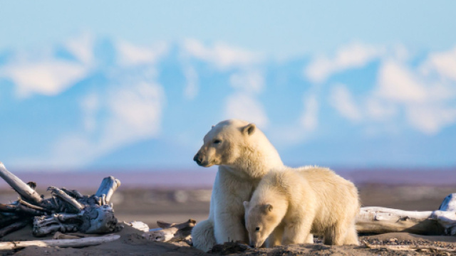 Alaska, 20 gradi in pi&ugrave; rispetto alle medie stagionali - ohga.it