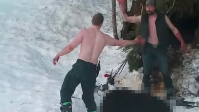 Uccidono "mamma orsa" in letargo con i cuccioli: padre e figlio in arresto - Il Giornale